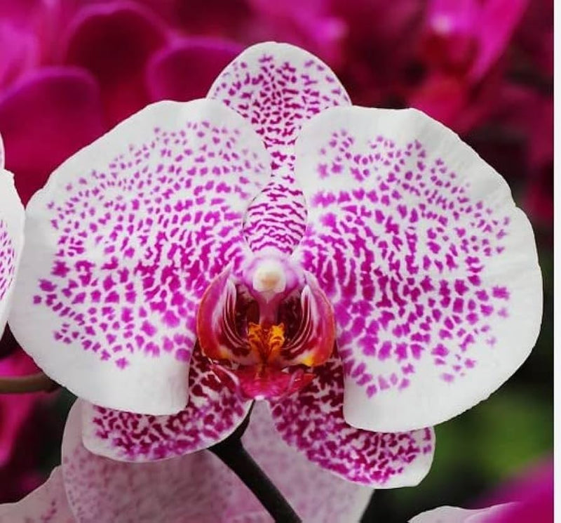 Rosa weiß phalaenopsis orchid blume samen for anpflanzung - cottage garten essential, heirloom & gmo free samen for home garten
sale samen for anpflanzung in home garten