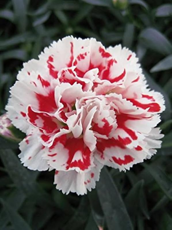 Weiß Crimson Rim Blumensamen zur Aussaat – Bestäuber freundlich – Traditionssorte & ohne Gentechnik Samen Hausgarten