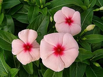 Rosa vinca blume samen for anpflanzung - fragrant blossoms, heirloom & gmo free samen for home garten
sale for anpflanzung in home garten.