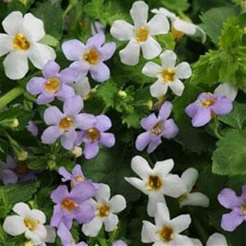 Weiß bacopa utopia blume samen for anpflanzung - vibrant colors, heirloom & gmo free samen for home garten
sale for anpflanzung in home garten.