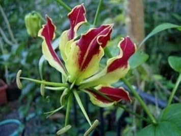 Rot rothschildiana blume samen for anpflanzung - perfect for borders, heirloom & gmo free samen for home garten
sale for anpflanzung in home garten.