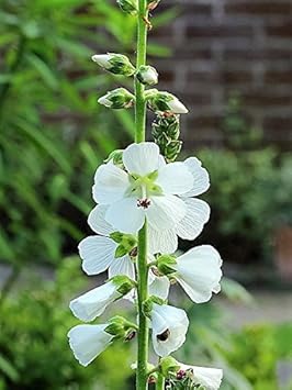 Weiß checkermallow blume samen for anpflanzung - long bloom season, heirloom & gmo free samen for home garten
sale for anpflanzung in home garten.