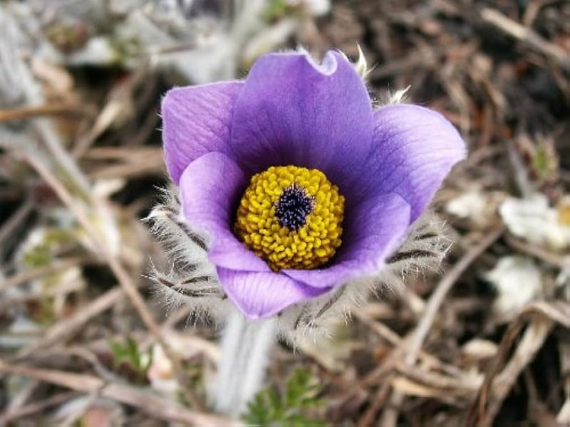 Pulsatilla heiler stain pasque perennial blume samen