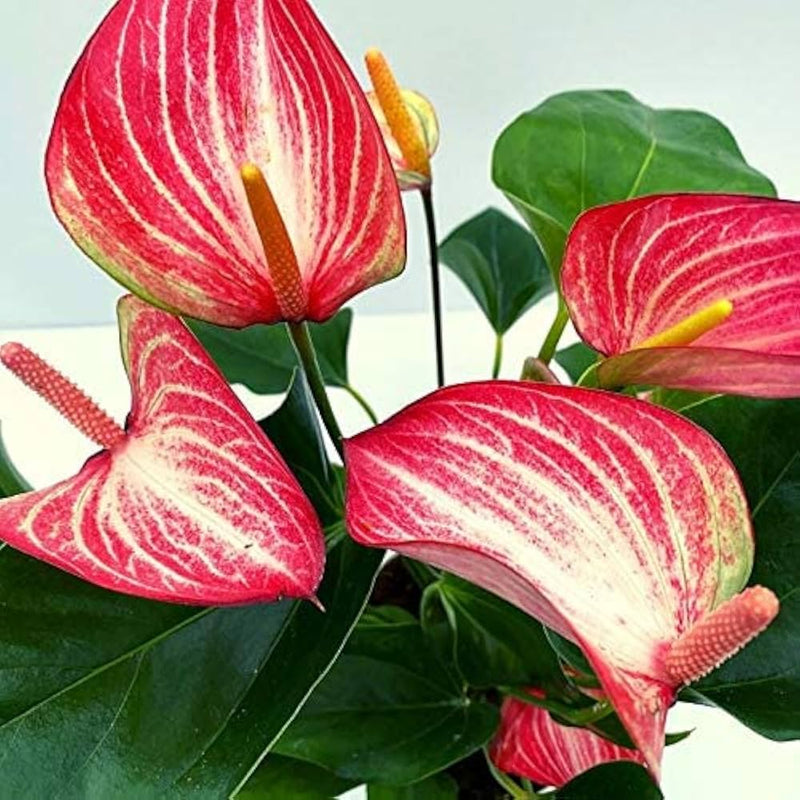 Semillas de flor de flamenco blanca y roja para siembra, mezcla de flores silvestres, variedad tradicional y sin organismos modificados genéticamente, semillas para el jardín doméstico