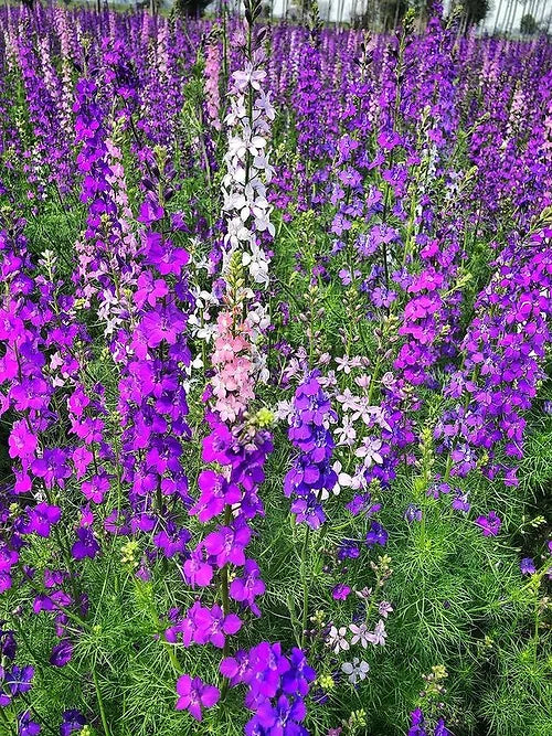 Semillas de espuela de caballero Rocket para flores de jardín