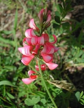 Rosa sainfoin blume samen for anpflanzung - seasonal bloomer, heirloom & gmo free samen for home garten
sale for anpflanzung in home garten.
