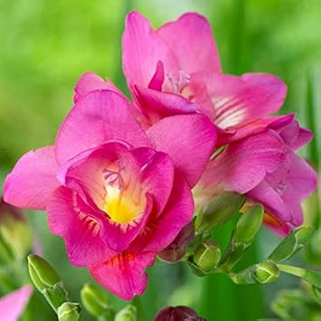 Violet petunia hybrida hanging blume samen for anpflanzung heirloom nongmo easy to grow garten blooms
sale for anpflanzung in home garten