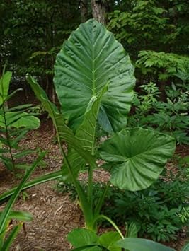 Alocasia macrorrhiza blume samen for anpflanzung garten favorite heirloom & gmo free samen for home garten
sale for anpflanzung in home garten