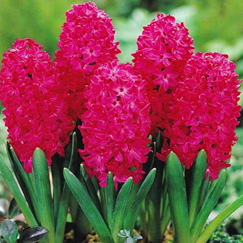 Rot hyacinth blume samen for anpflanzung - sun loving, heirloom & gmo free samen for home garten
sale for anpflanzung in home garten.