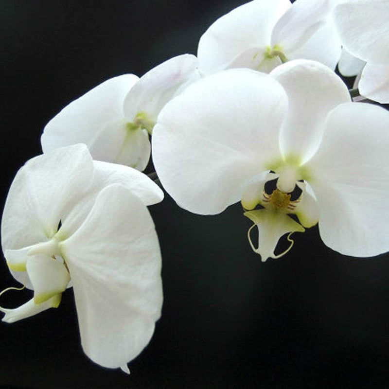 Weiß (weiß phalaenopsis) samen for anpflanzung in home garten