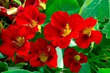 Rot nasturtium blume samen for anpflanzung - wildflower mix, heirloom & gmo free samen for home garten
sale for anpflanzung in home garten.