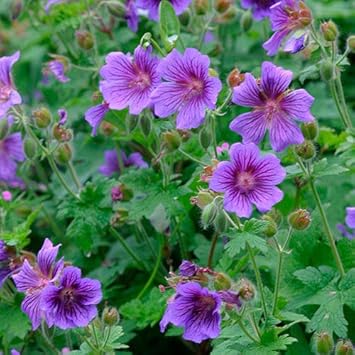 Soft rosa mini violet rare blume samen for anpflanzung vibrant colors heirloom & gmo free samen for home garten
sale for anpflanzung in home garten
