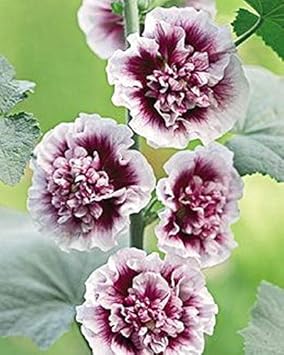 Weiß lila hollyhock blume samen for anpflanzung - drought tolerant, heirloom & gmo free samen for home garten
sale for anpflanzung in home garten.