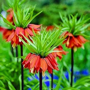 Rot crown imperial fritillaria blume samen, heirloom non-gmo blooms for elegant spring garten anpflanzung
sale samen for home garten