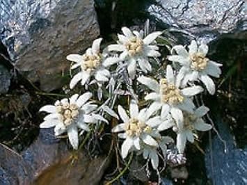 Weiß edelweiss ground blume samen for anpflanzung - bright blooms, heirloom & gmo free samen for home garten
sale for anpflanzung in home garten