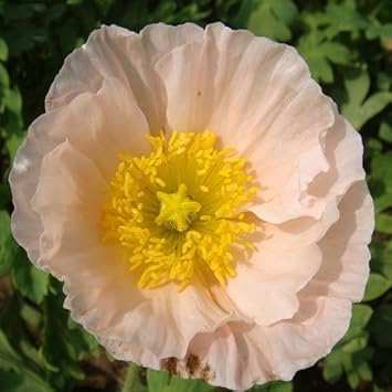 Pale rosa iceland blume samen for anpflanzung - cottage garten essential, heirloom & gmo free samen for home garten
sale for anpflanzung in home garten.
