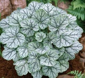 Weiß coral bells blume samen for anpflanzung - cut blume favorite, heirloom & gmo free samen for home garten
sale for anpflanzung in home garten.