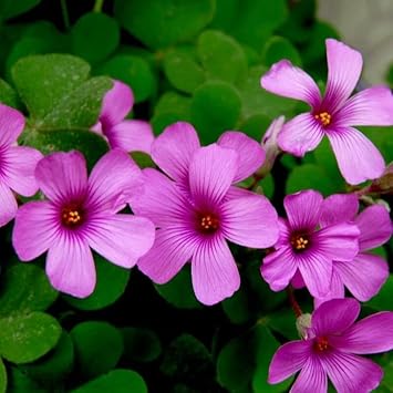 Heirloom oxalis blume samen for anpflanzung drought tolerant heirloom & gmo free samen for home garten
sale for anpflanzung in home garten