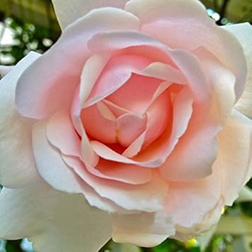 Rosa dawn rose blume samen for anpflanzung - perfect for borders, heirloom & gmo free samen for home garten
sale samen for anpflanzung in home garten