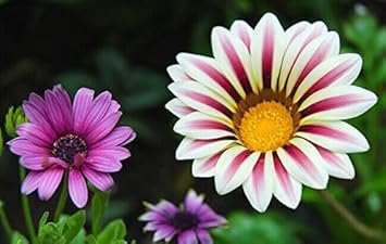 Violet daisy blume samen for anpflanzung - sun loving, heirloom & gmo free samen for home garten
sale for anpflanzung in home garten.