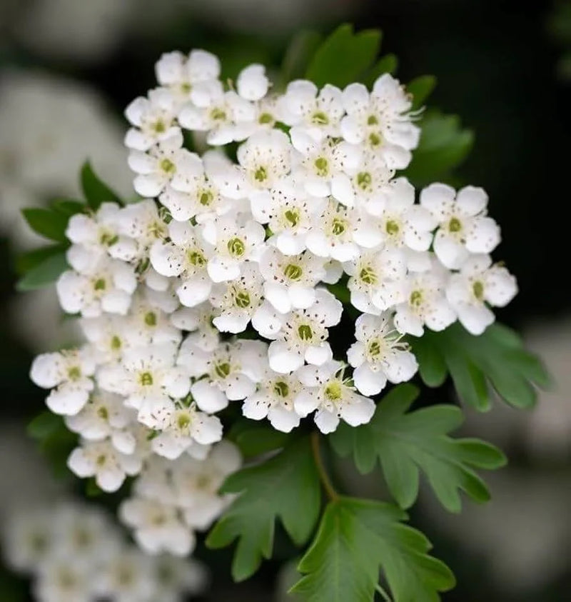 Graines de Crataegus blanc à semer – spectacle coloré – variété traditionnelle et sans OGM, graines pour le jardin familial