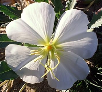 Weiß oenothera blume samen for anpflanzung - shade tolerant, heirloom & gmo free samen for home garten
sale for anpflanzung in home garten.