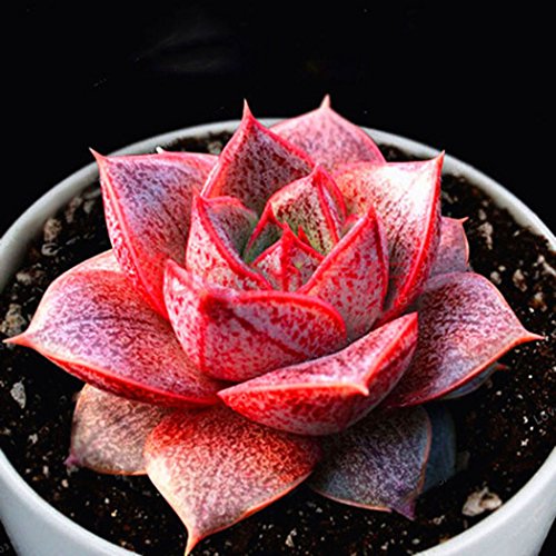 Semillas de suculenta roja y morada para flores: de alta calidad, variedad tradicional y sin transgénicos, semillas para el jardín doméstico