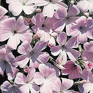 Agrostemma githago rosa samen for bright rosa garten blooms