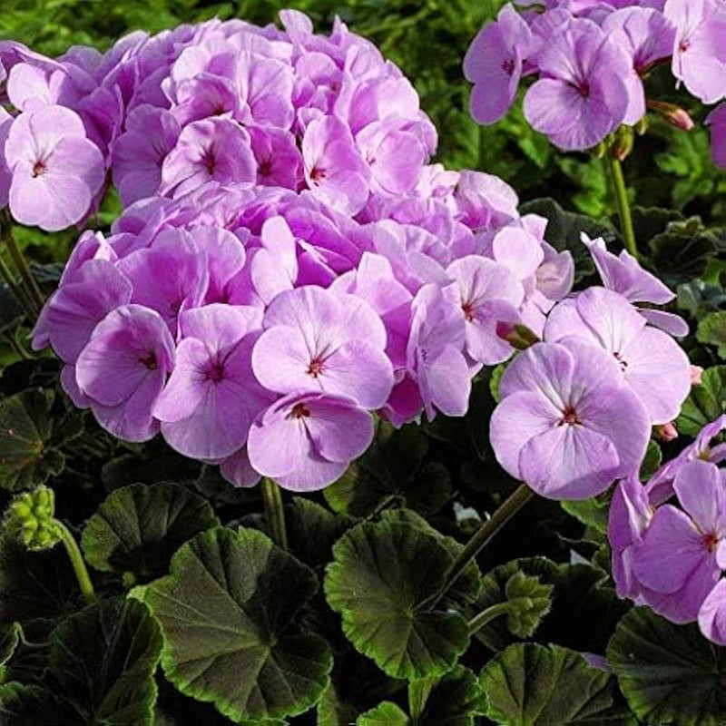 Graines de géranium univalve violet à semer, idéal pour les bordures, variété traditionnelle et sans OGM, graines, jardin familial