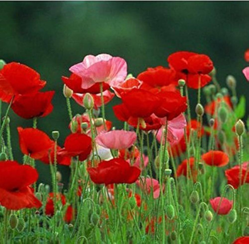 Rot poppy papaver rhoeas blume samen for anpflanzung