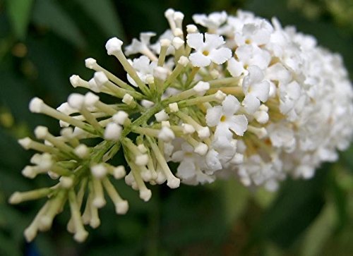 Blanco, budleya, semillas de flores para sembrar, tolerante a la sequía, variedad tradicional y sin transgénicos, semillas para el jardín doméstico