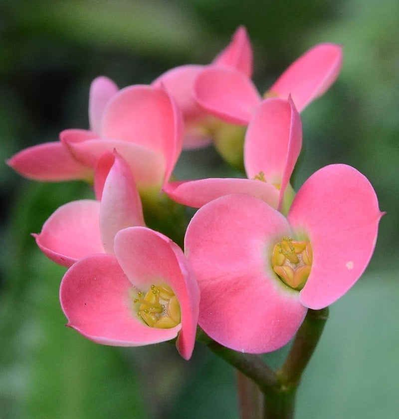 Semillas de euforbia rosa para siembra – crecimiento compacto – variedad tradicional y semillas sin ingeniería genética para el jardín doméstico