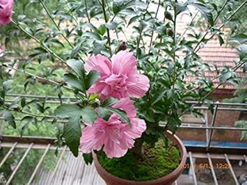 Rosa hibiscus syriacus blume samen for anpflanzung - drought tolerant, heirloom & gmo free samen for home garten
sale for anpflanzung in home garten.