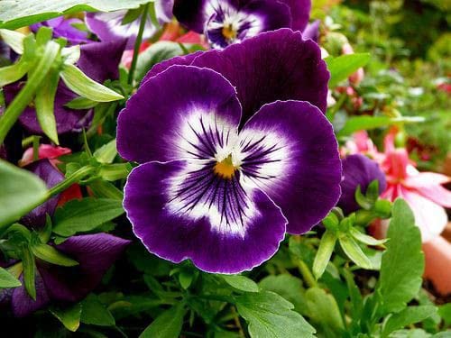 Graines de pensée violette à semer – croissance compacte – variété traditionnelle et semences sans OGM pour le jardin familial