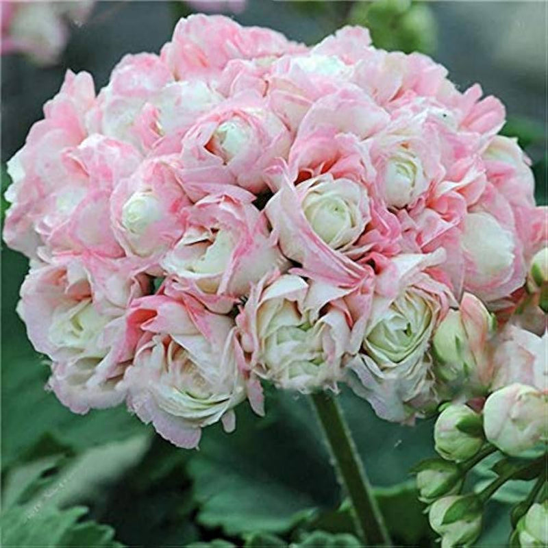 Rosa scented geranium blume samen for anpflanzung - cottage garten essential, heirloom & gmo free samen for home garten
sale samen for anpflanzung in home garten