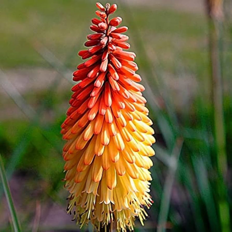 Kniphofia uvaria rot hot poker blume samen for anpflanzung in blume bed