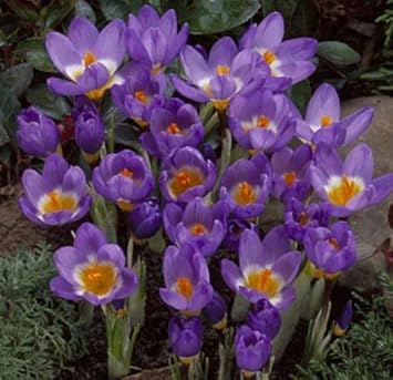 Violet gelb crocus blume samen for anpflanzung - shade tolerant, heirloom & gmo free samen for home garten
sale for anpflanzung in home garten