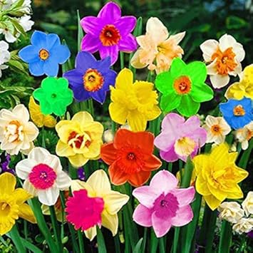Rainbow daffodils samen blume samen for anpflanzung easy to grow heirloom & gmo free samen for home garten
sale for anpflanzung in home garten
