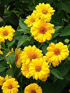 Summer sun sundrops gelb samen for bright blumen
