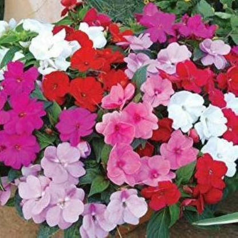Rosa lizzie blume samen for anpflanzung - hardy variety, heirloom & gmo free samen for home garten
sale samen for anpflanzung in home garten