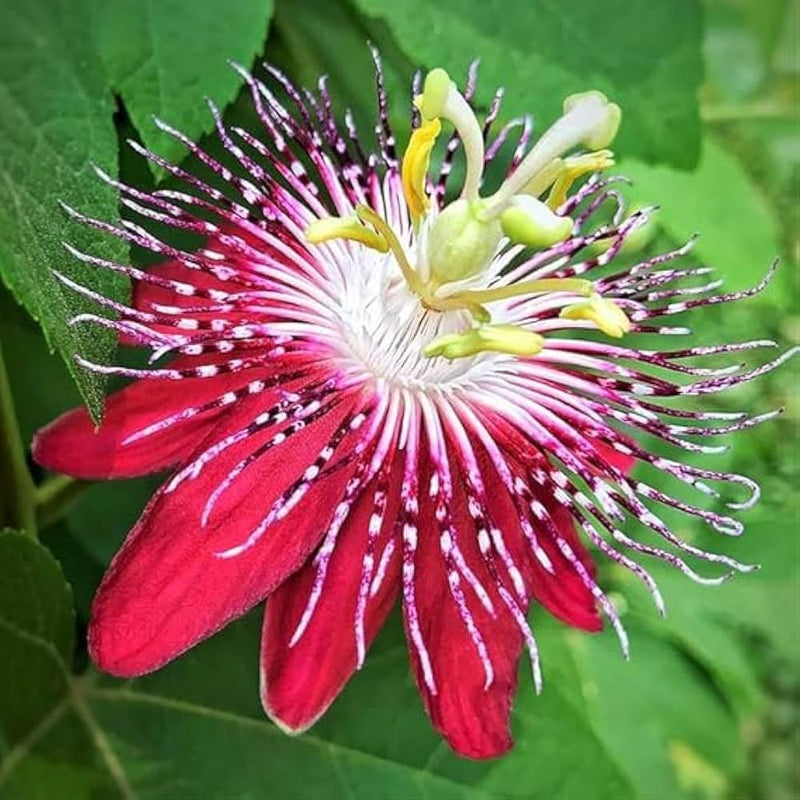 Passion blume samen for anpflanzung - pollinator friendly, heirloom & gmo free samen for home garten
sale for anpflanzung in home garten.