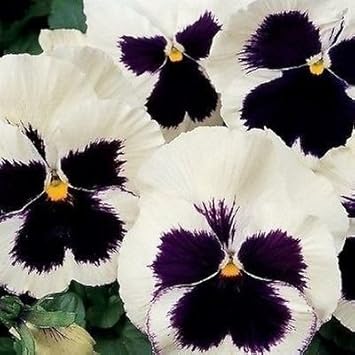 Weiß & schwarz pansy blume samen for anpflanzung - perfect for borders, heirloom & gmo free samen for home garten
sale for anpflanzung in home garten.