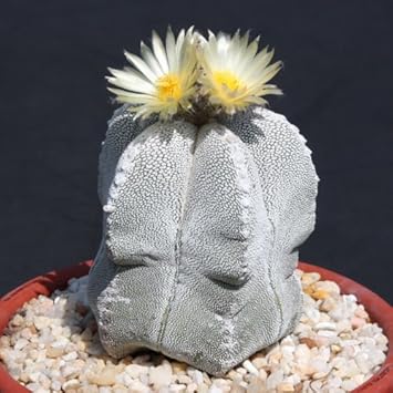 Astrophytum myriosrigma blume samen for anpflanzung - fragrant blossoms, heirloom & gmo free samen for home garten
sale for anpflanzung in home garten.