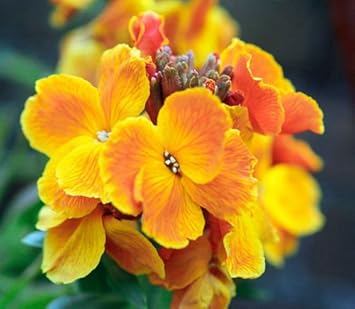 Orange wallflower blume samen for anpflanzung - drought tolerant, heirloom & gmo free samen for home garten
sale for anpflanzung in home garten.