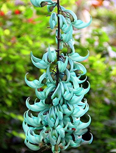 Semillas de flores de Strongylodon para sembrar: cultivo de flores radiantes para el jardín