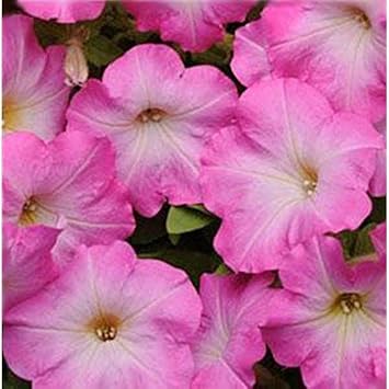 Rosa & weiß petunia blume samen for anpflanzung wildflower mix heirloom & gmo free samen for home garten
sale samen for home garten anpflanzung