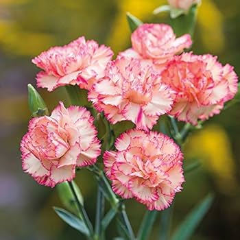 Graines de fleurs d’œillet rose pâle, tolérantes à la mi-ombre, variété traditionnelle et sans OGM, graines pour jardin familial