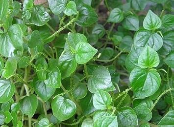 Heirloom peperomia pellucida blume samen for anpflanzung long bloom season heirloom & gmo free samen for home garten
sale for anpflanzung in home garten