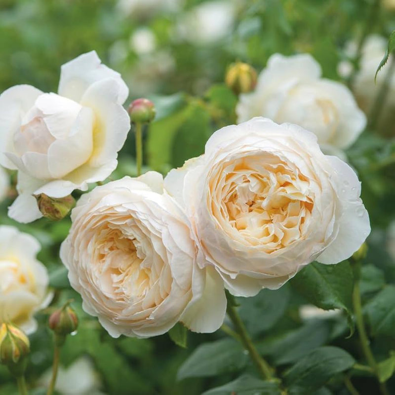 Semillas de flores de rosa blanca para siembra, amantes del sol, variedad tradicional y sin ingeniería genética, semillas para el jardín doméstico