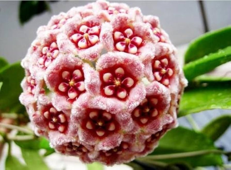 Rosa Blanco Hoya carnosa semillas de flores para siembra, flores brillantes, variedad tradicional y sin ingeniería genética, semillas para jardín doméstico